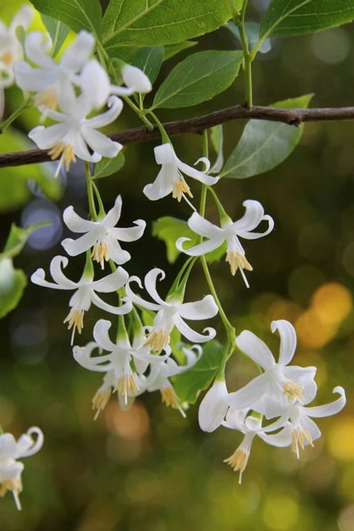 American Snowbell Tree (Styrax Americanus) - 1 Gallon Pot 9 American Snowbell Tree (Styrax Americanus) - 1 Gallon Pot - Image 9