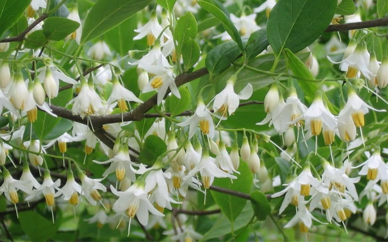 American Snowbell Tree (Styrax Americanus) - 1 Gallon Pot 13 American Snowbell Tree (Styrax Americanus) - 1 Gallon Pot - Image 13