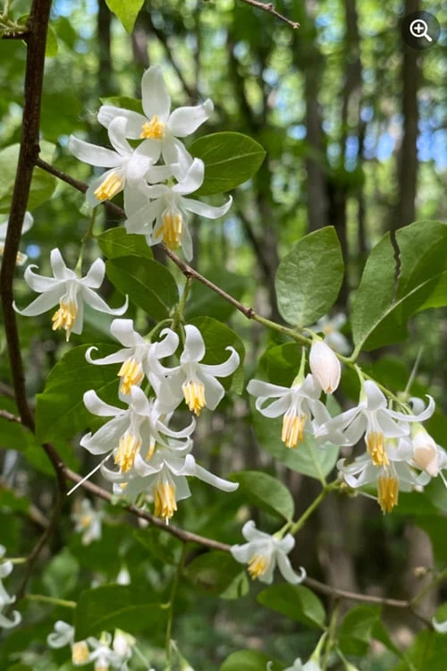 American Snowbell Tree (Styrax Americanus) - 1 Gallon Pot 7 American Snowbell Tree (Styrax Americanus) - 1 Gallon Pot - Image 7