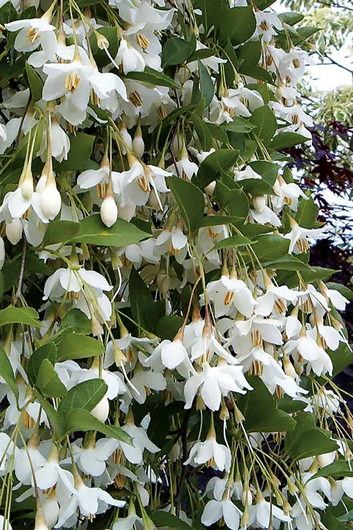 Fragrant Fountain Weeping Japanese Snowbell Tree - 7 Gallon Pot (5-6') 4 Fragrant Fountain Weeping Japanese Snowbell Tree - 7 Gallon Pot (5-6') - Image 4