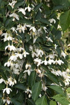 Fragrant Fountain Weeping Japanese Snowbell Tree (Single Trunk Tree Form) - 2 Gallon Pot -Wilson Bros Gardens styrax japonica fragrant fountain weeping japanese snowbell tree 4 1