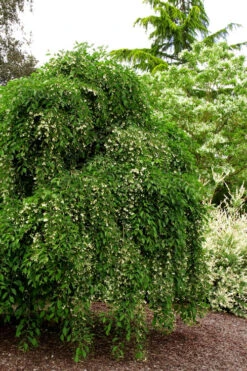 Fragrant Fountain Weeping Japanese Snowbell Tree (Single Trunk Tree Form) - 2 Gallon Pot -Wilson Bros Gardens styrax japonica fragrant fountain weeping japanese snowbell tree 5 1