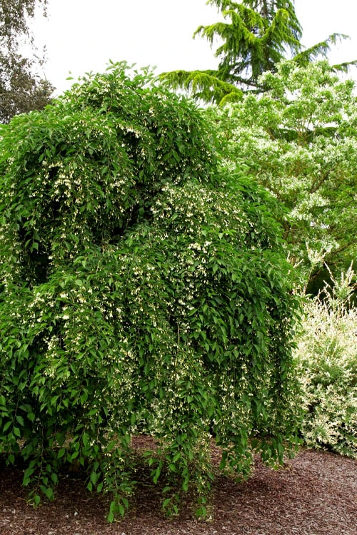 Fragrant Fountain Weeping Japanese Snowbell Tree - 7 Gallon Pot (5-6') 1 Fragrant Fountain Weeping Japanese Snowbell Tree - 7 Gallon Pot (5-6')