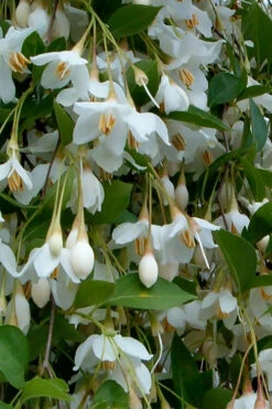 Fragrant Fountain Weeping Japanese Snowbell Tree - 7 Gallon Pot (5-6') 15 Fragrant Fountain Weeping Japanese Snowbell Tree - 7 Gallon Pot (5-6') -Wilson Bros Gardens styrax japonica fragrant fountain weeping japanese snowbell tree 6 3