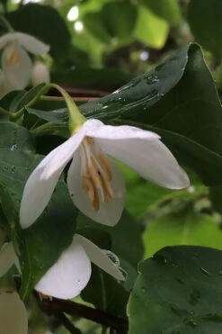 Fragrant Fountain Weeping Japanese Snowbell Tree - 7 Gallon Pot (5-6') 16 Fragrant Fountain Weeping Japanese Snowbell Tree - 7 Gallon Pot (5-6') -Wilson Bros Gardens styrax japonica fragrant fountain weeping japanese snowbell tree 7 2