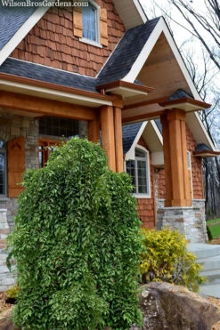 Fragrant Fountain Weeping Japanese Snowbell Tree - 1 Gallon Pot -Wilson Bros Gardens styrax japonica fragrant fountain weeping japanese snowbell tree 9 1