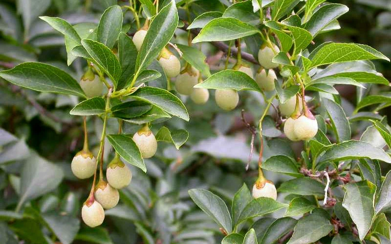 Pink Chimes Japanese Snowbell - 1 Gallon Pot 9 Pink Chimes Japanese Snowbell - 1 Gallon Pot - Image 9