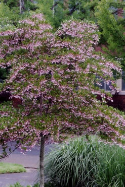 Pink Chimes Japanese Snowbell - 1 Gallon Pot 14 Pink Chimes Japanese Snowbell - 1 Gallon Pot -Wilson Bros Gardens styrax japonica pink chimes japanese snowbell tree 2