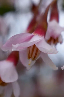 Pink Chimes Japanese Snowbell - 1 Gallon Pot 13 Pink Chimes Japanese Snowbell - 1 Gallon Pot -Wilson Bros Gardens styrax japonica pink chimes japanese snowbell tree 3