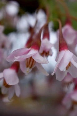 Pink Chimes Japanese Snowbell - 1 Gallon Pot 17 Pink Chimes Japanese Snowbell - 1 Gallon Pot -Wilson Bros Gardens styrax japonica pink chimes japanese snowbell tree 4