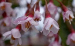 Pink Chimes Japanese Snowbell - 1 Gallon Pot 16 Pink Chimes Japanese Snowbell - 1 Gallon Pot -Wilson Bros Gardens styrax japonica pink chimes japanese snowbell tree 5
