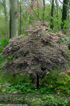 Pink Chimes Japanese Snowbell - 1 Gallon Pot 19 Pink Chimes Japanese Snowbell - 1 Gallon Pot -Wilson Bros Gardens styrax japonica pink chimes japanese snowbell tree 9