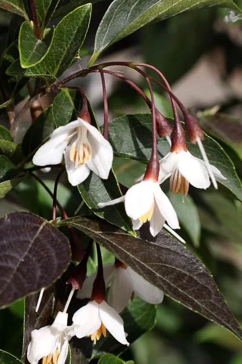 Evening Light Fragrant Japanese Snowbell Tree (Styrax) - 7 Gallon Pot (4-5') 9 Evening Light Fragrant Japanese Snowbell Tree (Styrax) - 7 Gallon Pot (4-5') - Image 9