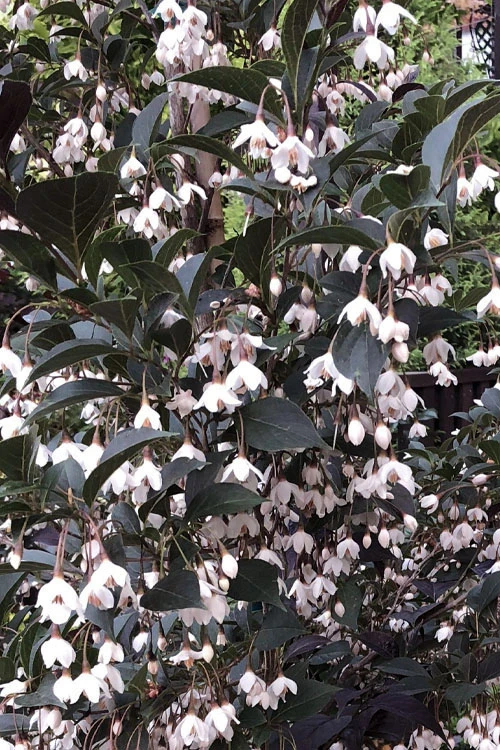 Evening Light Fragrant Japanese Snowbell Tree (Styrax) - 7 Gallon Pot (4-5') 5 Evening Light Fragrant Japanese Snowbell Tree (Styrax) - 7 Gallon Pot (4-5') - Image 5
