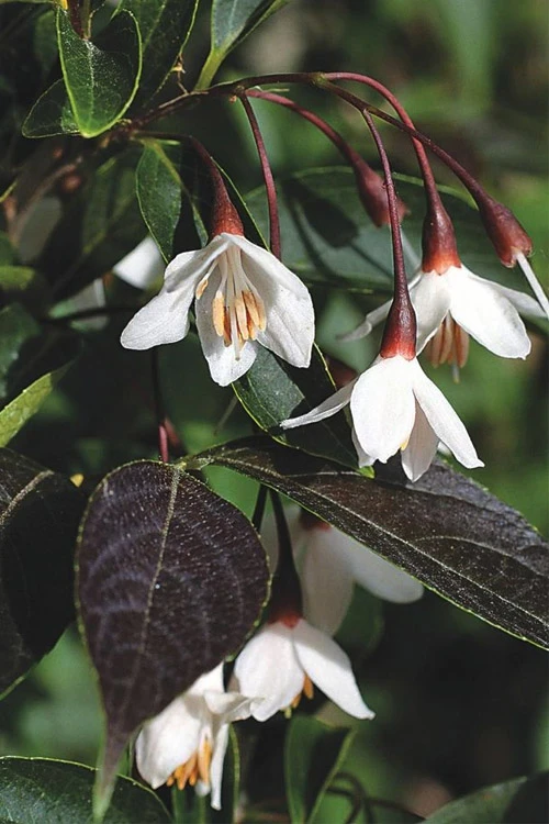 Evening Light Fragrant Japanese Snowbell Tree (Styrax) - 7 Gallon Pot (4-5') 7 Evening Light Fragrant Japanese Snowbell Tree (Styrax) - 7 Gallon Pot (4-5') - Image 7