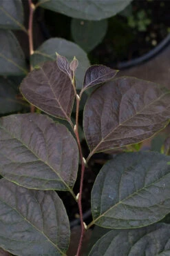Evening Light Fragrant Japanese Snowbell Tree (Styrax) - 7 Gallon Pot (4-5') 14 Evening Light Fragrant Japanese Snowbell Tree (Styrax) - 7 Gallon Pot (4-5') -Wilson Bros Gardens styrax japonicus evening light japanese snowbell tree 3