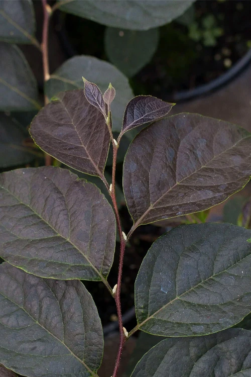 Evening Light Fragrant Japanese Snowbell Tree (Styrax) - 7 Gallon Pot (4-5') 6 Evening Light Fragrant Japanese Snowbell Tree (Styrax) - 7 Gallon Pot (4-5') - Image 6