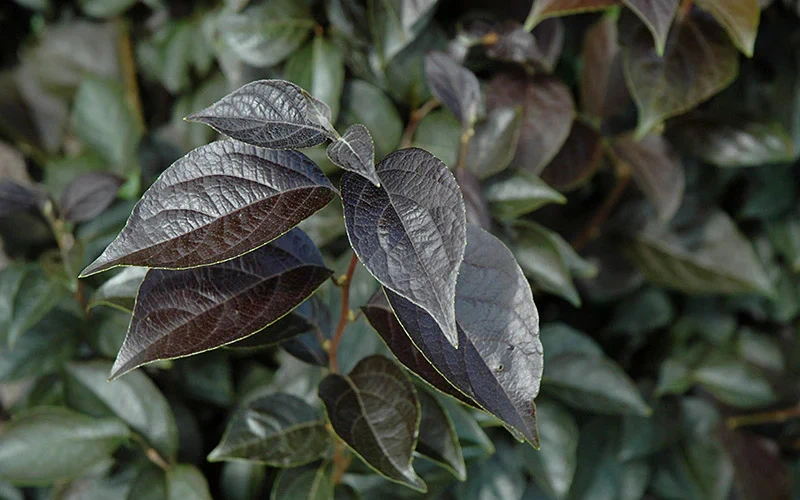 Evening Light Fragrant Japanese Snowbell Tree (Styrax) - 7 Gallon Pot (4-5') 8 Evening Light Fragrant Japanese Snowbell Tree (Styrax) - 7 Gallon Pot (4-5') - Image 8