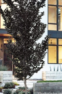 Evening Light Fragrant Japanese Snowbell Tree (Styrax) - 7 Gallon Pot (4-5') 12 Evening Light Fragrant Japanese Snowbell Tree (Styrax) - 7 Gallon Pot (4-5') -Wilson Bros Gardens styrax japonicus evening light japanese snowbell tree 8