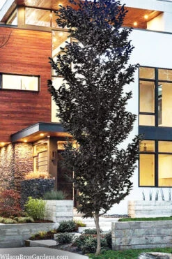 Evening Light Fragrant Japanese Snowbell Tree (Styrax) - 7 Gallon Pot (4-5')