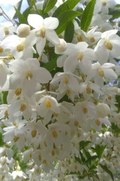 Japanese Snowbell Tree (Styrax) - 3 Gallon Pot -Wilson Bros Gardens styrax japonicus japanese snowbell tree 2 1