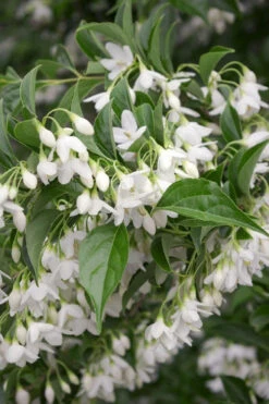 Japanese Snowbell Tree (Styrax) - 7 Gallon Pot 5-6’ -Wilson Bros Gardens styrax japonicus japanese snowbell tree 4 2