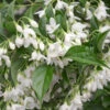 Japanese Snowbell Tree (Styrax) - 1 Gallon Pot