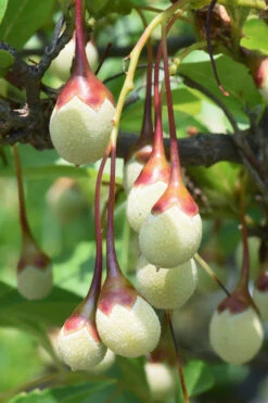Japanese Snowbell Tree (Styrax) - 1 Gallon Pot -Wilson Bros Gardens styrax japonicus japanese snowbell tree 8 3