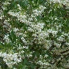 Japanese Snowbell Tree (Styrax) - 3 Gallon Pot