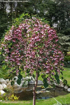 Marley's Pink Parasol Weeping Japanese Snowbell Tree - 7 Gallon Pot (5-6') 10 Marley's Pink Parasol Weeping Japanese Snowbell Tree - 7 Gallon Pot (5-6') -Wilson Bros Gardens styrax japonicus jl weeping marleys pink snowbell 3