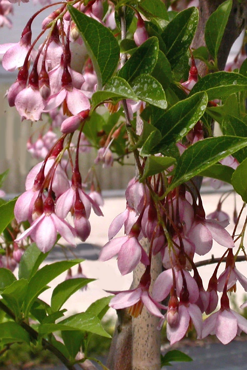 Marley's Pink Parasol Weeping Japanese Snowbell Tree - 7 Gallon Pot (5-6') 5 Marley's Pink Parasol Weeping Japanese Snowbell Tree - 7 Gallon Pot (5-6') - Image 5
