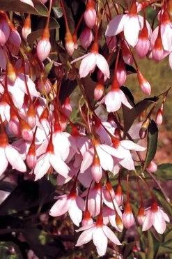 Marley's Pink Parasol Weeping Japanese Snowbell Tree - 2 Gallon Pot -Wilson Bros Gardens styrax japonicus marleys pink parasol weeping japanese snowbell tree 5 2