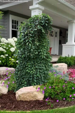 Marley's Pink Parasol Weeping Japanese Snowbell Tree - 7 Gallon Pot (5-6') 12 Marley's Pink Parasol Weeping Japanese Snowbell Tree - 7 Gallon Pot (5-6') -Wilson Bros Gardens styrax japonicus marleys pink parasol weeping japanese snowbell tree 6