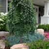 Marley's Pink Parasol Weeping Japanese Snowbell Tree - 7 Gallon Pot (3-4')