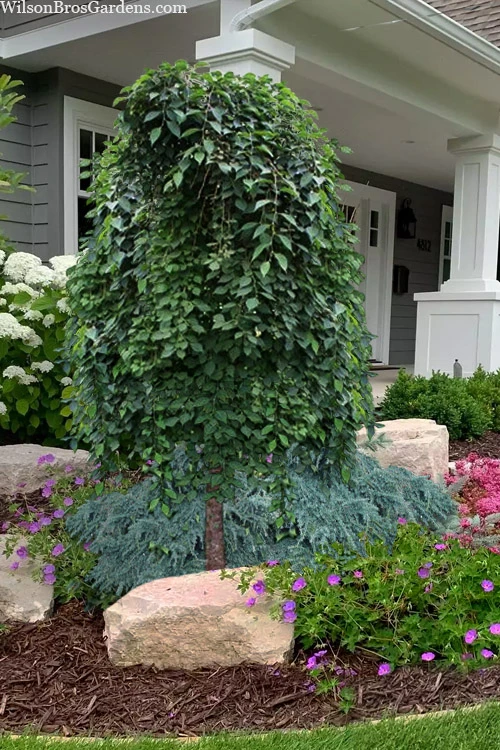 Marley's Pink Parasol Weeping Japanese Snowbell Tree - 7 Gallon Pot (5-6') 1 Marley's Pink Parasol Weeping Japanese Snowbell Tree - 7 Gallon Pot (5-6')