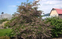 Pink Chimes Japanese Snowbell - 1 Gallon Pot 15 Pink Chimes Japanese Snowbell - 1 Gallon Pot -Wilson Bros Gardens styrax japonicus pink chimes japanese snowbell tree 100