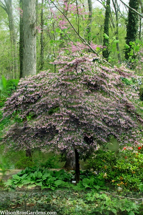 Pink Chimes Japanese Snowbell - 1 Gallon Pot 1 Pink Chimes Japanese Snowbell - 1 Gallon Pot