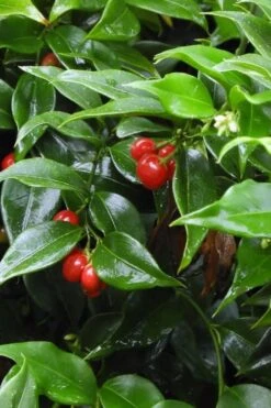 Fragrant Sweet Box (Sarcococca Ruscifolia) - 3 Gallon Pot -Wilson Bros Gardens sweet box fragrant 4 500x750 1