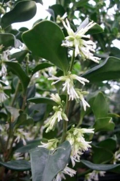 Fragrant Sweet Box (Sarcococca Ruscifolia) - 3 Gallon Pot -Wilson Bros Gardens sweet box fragrant 7 500x750 1