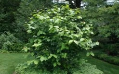 Venus White Sweetshrub (Calycanthus) - 3 Gallon Pot -Wilson Bros Gardens sweet shrub aphrodite shrub