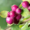 Chenault Coralberry Bush (Symphoricarpos X Chenaultii 'Hancock') - 1 Gallon Pot