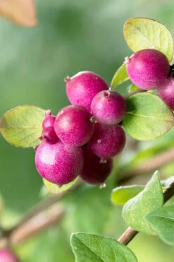 Chenault Coralberry Bush (Symphoricarpos X Chenaultii 'Hancock') - 1 Gallon Pot