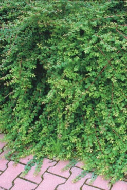 Chenault Coralberry Bush (Symphoricarpos X Chenaultii 'Hancock') - 1 Gallon Pot -Wilson Bros Gardens symphoricarpos chenaultii hancock coralberry 7