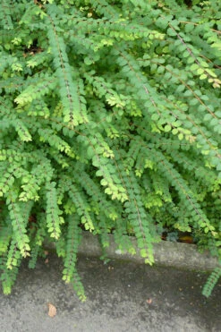Chenault Coralberry Bush (Symphoricarpos X Chenaultii 'Hancock') - 1 Gallon Pot -Wilson Bros Gardens symphoricarpos chenaultii hancock coralberry 9