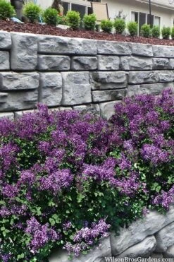 Bloomerang Dark Purple Lilac - 2 Gallon Pot -Wilson Bros Gardens syringa bloomerang dark purple lilac 22