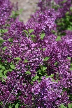 Bloomerang Dark Purple Lilac - 2 Gallon Pot -Wilson Bros Gardens syringa bloomerang dark purple lilac 23