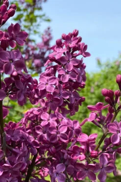 Declaration Lilac (Syringa) - 2 Gallon Pot