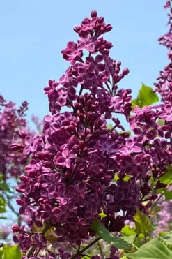Declaration Lilac (Syringa) - 2 Gallon Pot -Wilson Bros Gardens syringa declaration french lilac 2