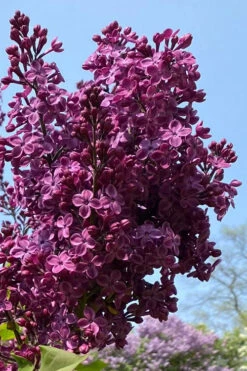 Declaration Lilac (Syringa) - 2 Gallon Pot -Wilson Bros Gardens syringa declaration french lilac 3