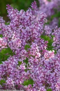 Miss Kim Lilac - 2 Gallon Pot -Wilson Bros Gardens syringa miss kim lilac 9